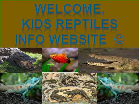 There are different types of reptiles; they are all different shapes and sizes.
