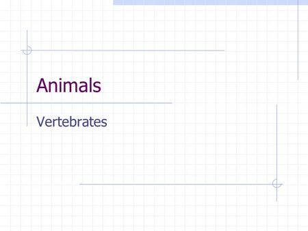Animals Vertebrates.