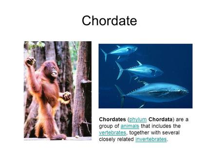 Chordate Chordates (phylum Chordata) are a group of animals that includes the vertebrates, together with several closely related invertebrates.phylumanimals.