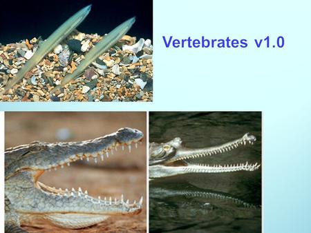 Vertebrates v1.0. The Chordates Chordates (phylum Chordata) are deuterostome coelomates -Nearest relatives are echinoderms (the only other deuterostomes)