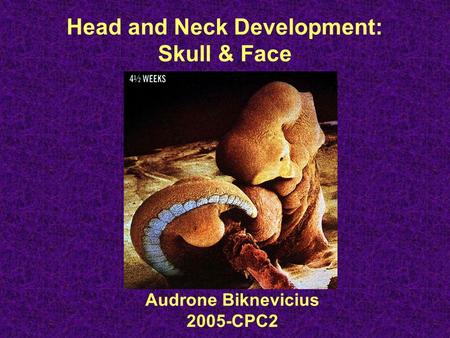 Head and Neck Development: Skull & Face Audrone Biknevicius 2005-CPC2.