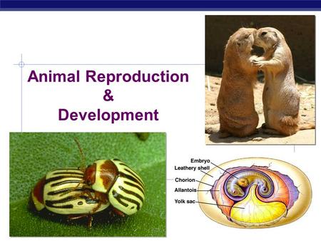 AP Biology 2007-2008 Animal Reproduction & Development.
