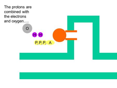 HH APiPi PiPi PiPi The protons are combined with the electrons and oxygen…. O.