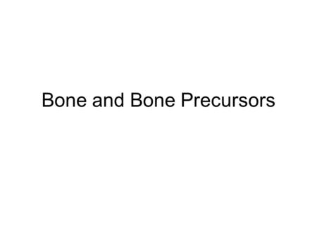 Bone and Bone Precursors. The skeleton Mineralized connective tissue Ligaments –connecting bone to bone –holds some organs in place Tendons –Extension.