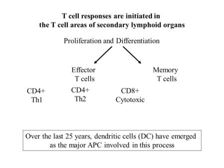 T cell responses are initiated in the T cell areas of secondary lymphoid organs CD4+ Th1 CD4+ Th2 CD8+ Cytotoxic Memory T cells Effector T cells Proliferation.