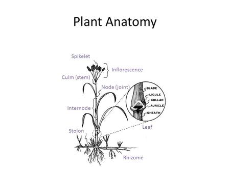 Plant Anatomy Spikelet Inflorescence Internode Culm (stem) Node (joint) Rhizome Stolon Leaf.