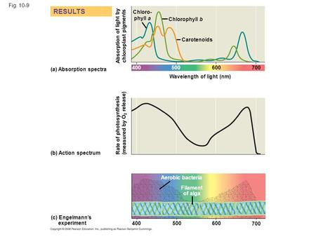 Fig. 10-9 Wavelength of light (nm) (b) Action spectrum (a) Absorption spectra (c) Engelmann’s experiment Aerobic bacteria RESULTS Rate of photosynthesis.