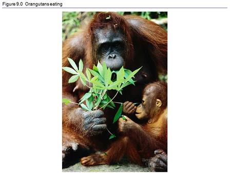 Figure 9.0 Orangutans eating