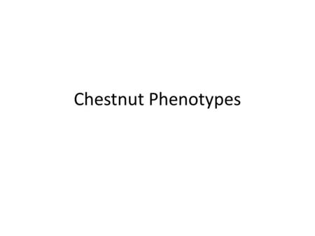 Chestnut Phenotypes. Collecting samples in nature What is the goal? How do you identify those specimens you want from everything else that looks similar.
