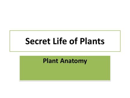 Secret Life of Plants Plant Anatomy. Terms Node – place where leaf petiole attaches Internode – stem between nodes Terminal bud – at the end of a branch.