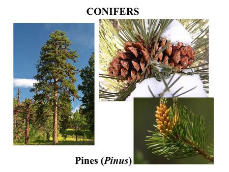 CONIFERS Pines (Pinus). Abies (Fir) Pseudotsuga (Douglas Fir)
