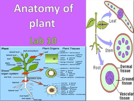 Anatomy of plant Lab 10.