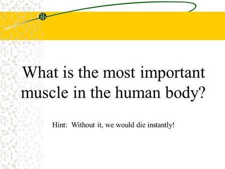 What is the most important muscle in the human body? Hint: Without it, we would die instantly!