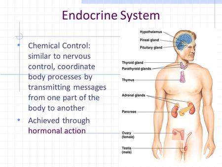 Endocrine System Chemical Control: similar to nervous control, coordinate body processes by transmitting messages from one part of the body to another.