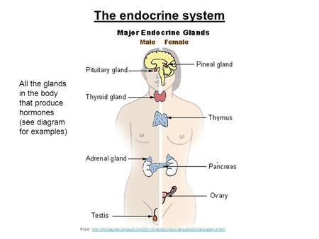 The endocrine system All the glands in the body that produce hormones (see diagram for examples) From: http://thirdqaurter.blogspot.com/2011/01/endocrine-organs-endocrine-system-is.html.