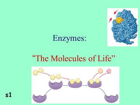 Enzymes: “ The Molecules of Life” s1 2Enzymes Are proteins catalyzeAre specific for what they will catalyze ReusableAre Reusable aseEnd in –ase.