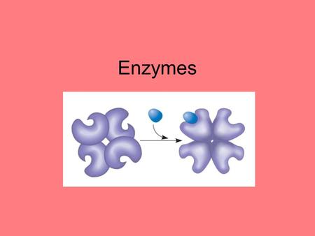 Enzymes. Characteristics of Enzymes Proteins Catalysts –Speed up chemical reactions without being used up.