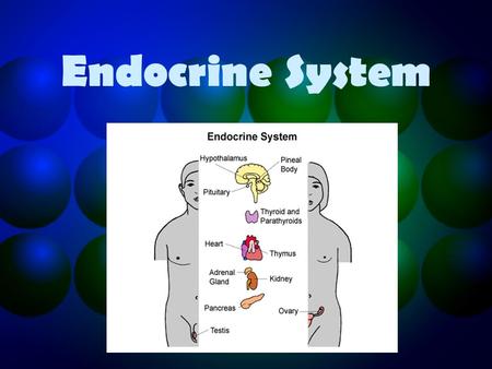 Endocrine System. Functions of the endocrine system Regulates the effects of hormones on the body functions. Controls growth, development metabolism and.