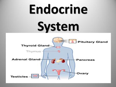 Endocrine System. The endocrine system is composed of glands that release hormones into the bloodstream to control body functions such as growth, reproduction,