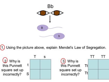 Bb B b 1. Using the picture above, explain Mendel’s Law of Segregation. 2. Why is this Punnett square set up incorrectly? Ts t S 3. Why is this Punnett.