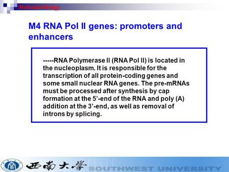 M4 RNA Pol II genes: promoters and enhancers -----RNA Polymerase II (RNA Pol II) is located in the nucleoplasm. It is responsible for the transcription.