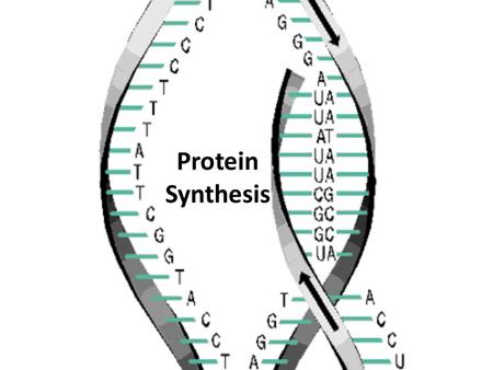 Protein Synthesis. DNA acts like an instruction manual“ – it provides all the information needed to function the actual work of translating the information.