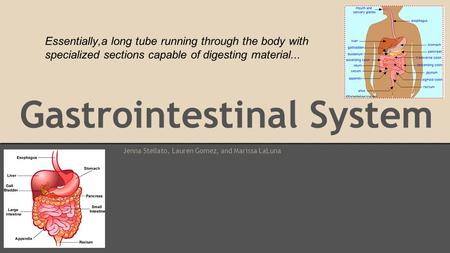 Gastrointestinal System Jenna Stellato, Lauren Gomez, and Marissa LaLuna Essentially,a long tube running through the body with specialized sections capable.