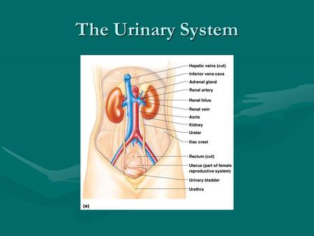 The Urinary System. Objectives: Describe the functions of the Urinary SystemDescribe the functions of the Urinary System Describe the major organs of.