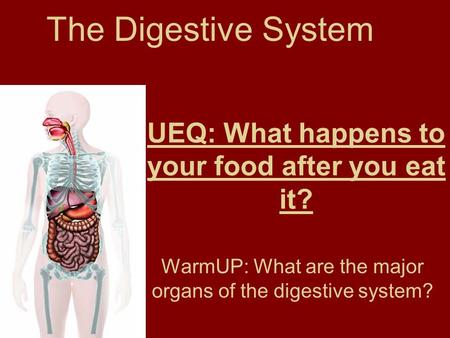 UEQ: What happens to your food after you eat it? WarmUP: What are the major organs of the digestive system? The Digestive System.