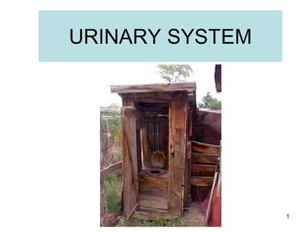 1 URINARY SYSTEM 2 AKA EXCRETORY SYSTEM REMOVES CERTAIN WASTES AND EXCESS WATER FROM BODY MAINTAINS ACID- BASE BALANCE.
