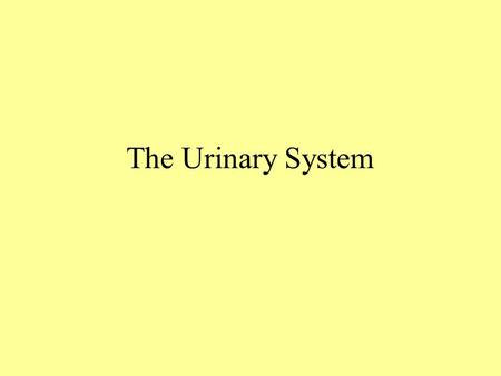 The Urinary System.