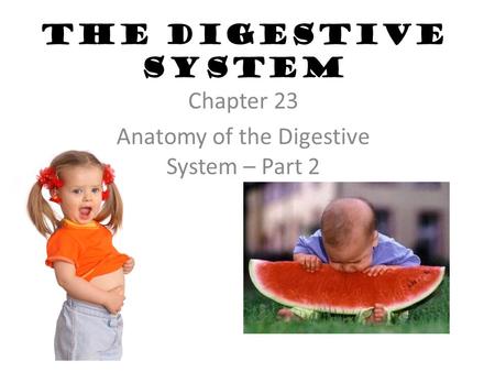 The Digestive System Chapter 23 Anatomy of the Digestive System – Part 2.