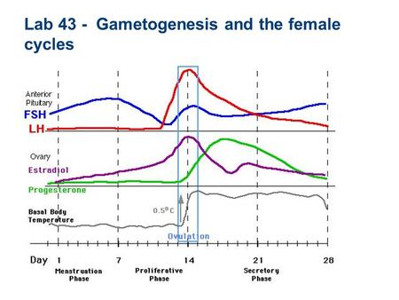 Lab 43 - Gametogenesis and the female cycles. Vagina External os Cervical canal Internal os Wall of uterus Perimetrium Myometrium Endometrium Round ligament.