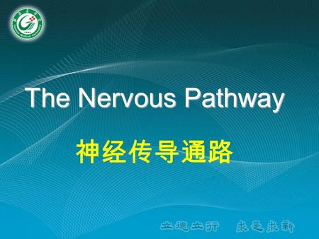 The Nervous Pathway 神经传导通路