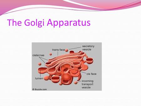 The Golgi Apparatus.