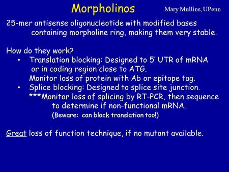 Morpholinos 25-mer antisense oligonucleotide with modified bases containing morpholine ring, making them very stable. How do they work? Translation blocking: