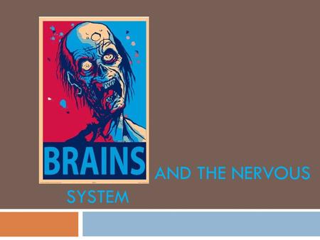 THE BRAIN AND THE NERVOUS SYSTEM. What do we know about the brain and the nervous system?