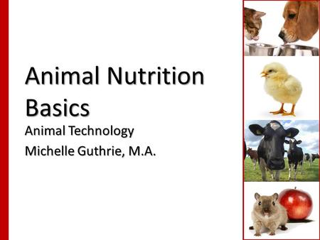 Animal Nutrition Basics Animal Technology Michelle Guthrie, M.A.