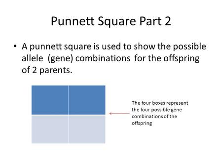 Punnett Square Part 2 A punnett square is used to show the possible allele (gene) combinations for the offspring of 2 parents. The four boxes represent.
