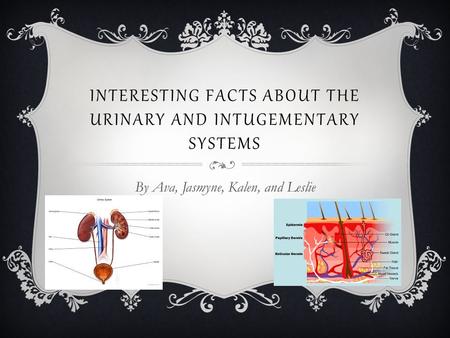 INTERESTING FACTS ABOUT THE URINARY AND INTUGEMENTARY SYSTEMS By Ava, Jasmyne, Kalen, and Leslie.