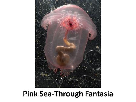 Pink Sea-Through Fantasia