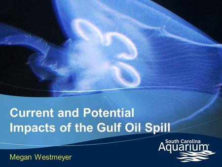 Current and Potential Impacts of the Gulf Oil Spill Megan Westmeyer.