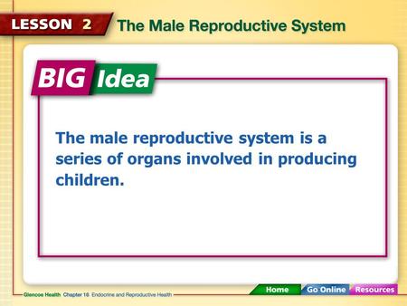 The male reproductive system is a series of organs involved in producing children.
