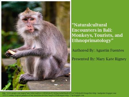 “Naturalcultural Encounters in Bali: Monkeys, Tourists, and Ethnoprimatology” Authored By: Agustin Fuentes Presented By: Mary Kate Rigney