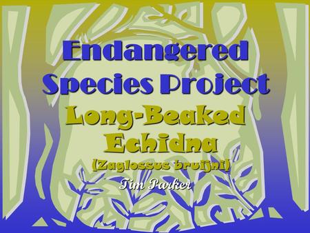 Endangered Species Project Long-Beaked Echidna (Zaglossus bruijni) Tim Parker.