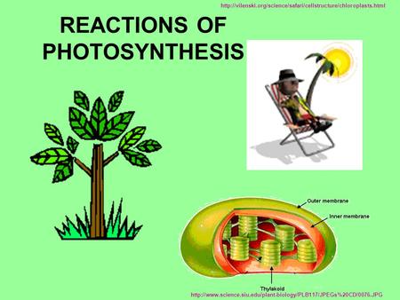REACTIONS OF PHOTOSYNTHESIS
