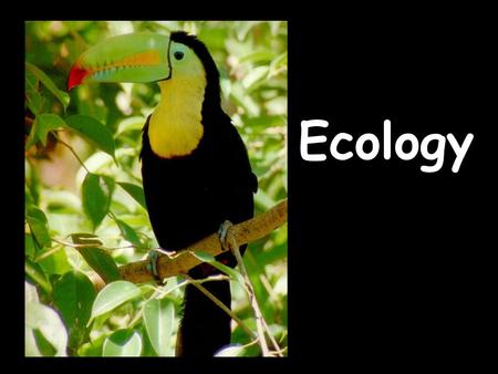 Ecology. Warm Up: 1) What is ecology? What are we studying so far in your poster project? 2) What is a producer? What trophic level would you find it.