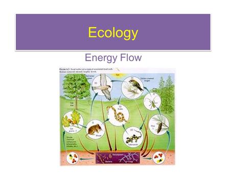 Ecology Energy Flow. *Food Chain A visual representation of various organisms in an ecosystem with arrows to show how energy is transferred (usually)