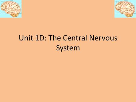 Unit 1D: The Central Nervous System