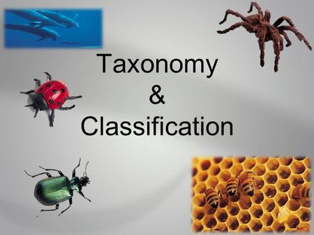 Taxonomy & Classification. I. Why Classify? A.So we can answer questions about our own existence and relationships of all organisms. B.Only14% of species.